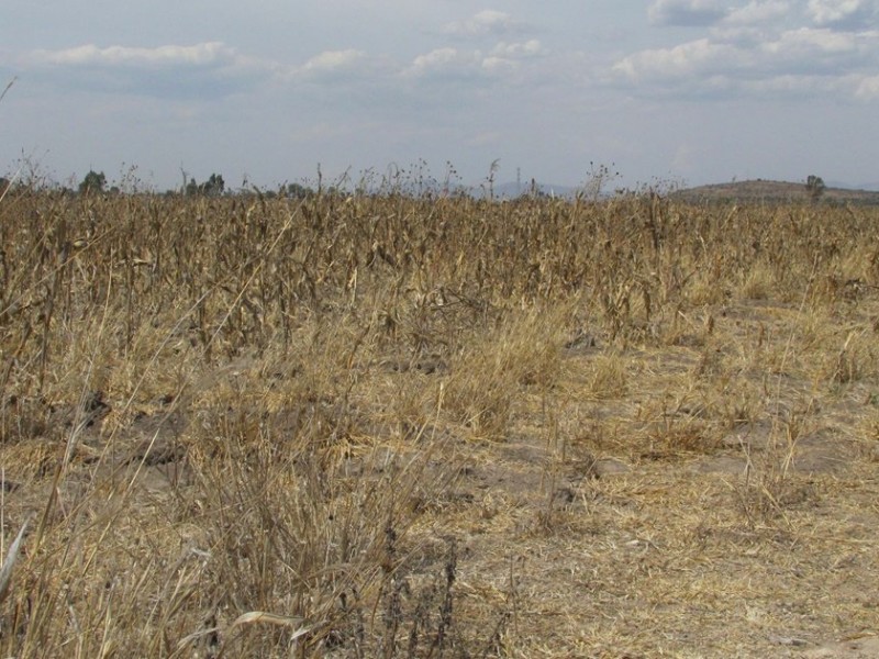 Se espera una sequía moderada: Sedarpa