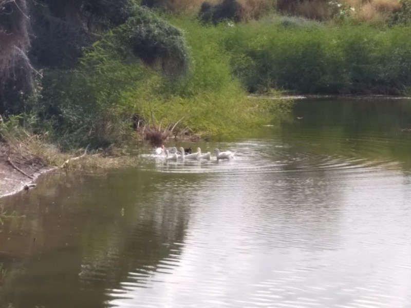 Lo que faltaba: se roban patos de La Sauceda