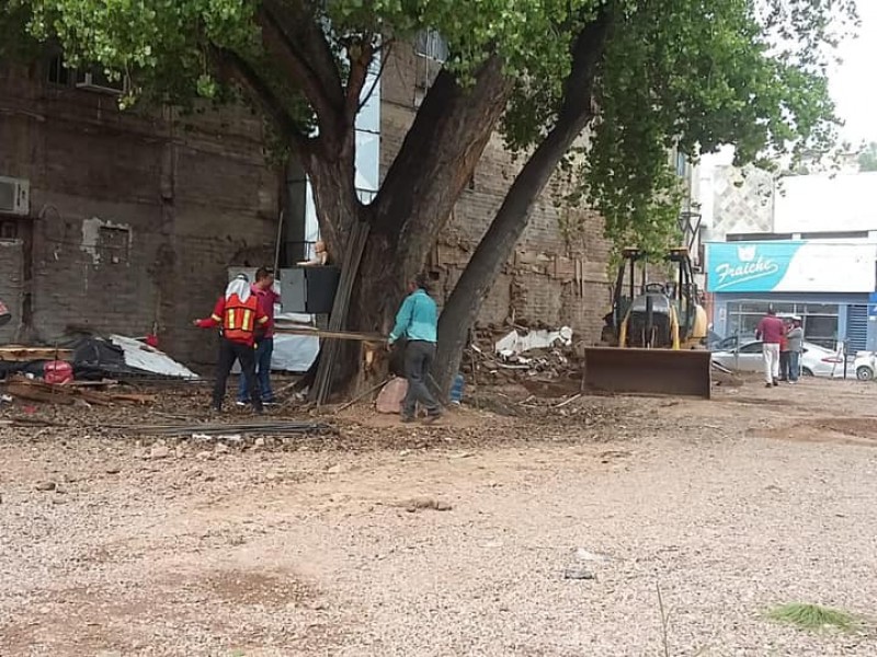 Se evita por el momento derribo de árbol centenario