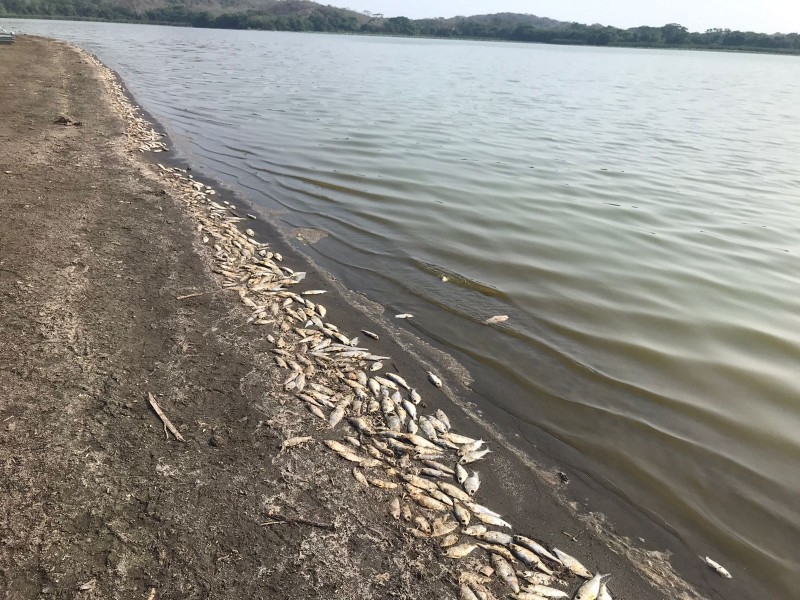 Se extingue laguna San Julián, mueren cientos de peces