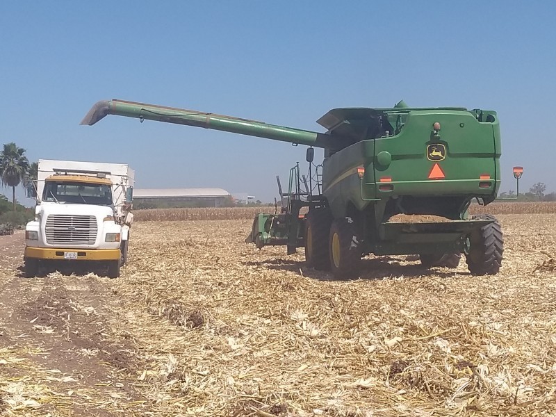 Se generalizan trillas de maíz con rendimientos de 12 toneladas