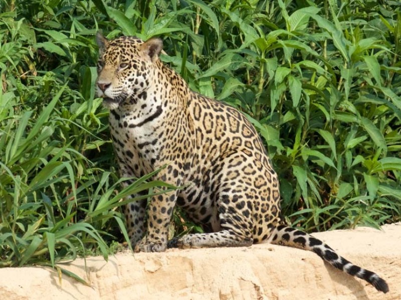 Se ha recuperado 20% de la población del jaguar