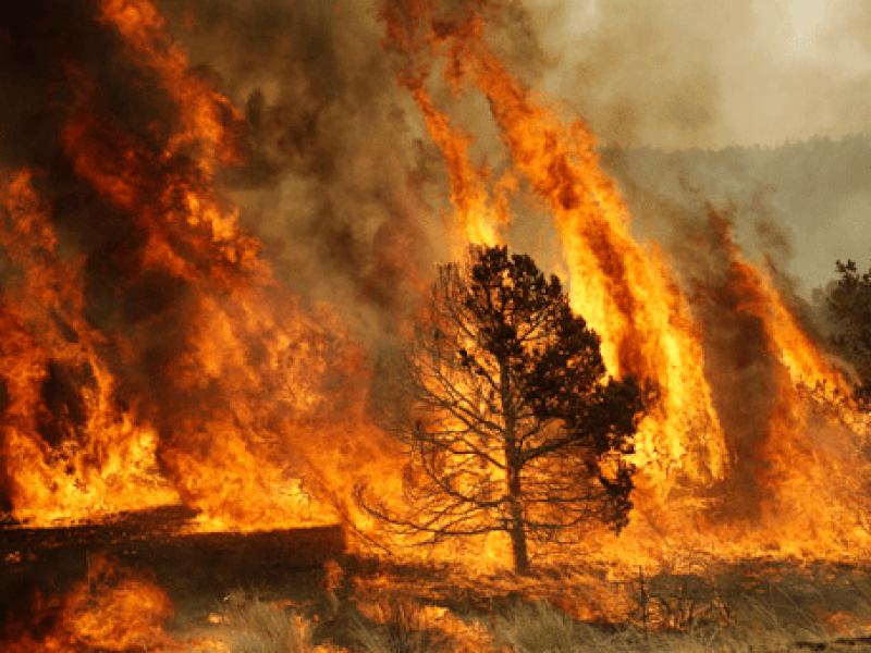 Se han extinguido 26 incendios forestales en Nayarit