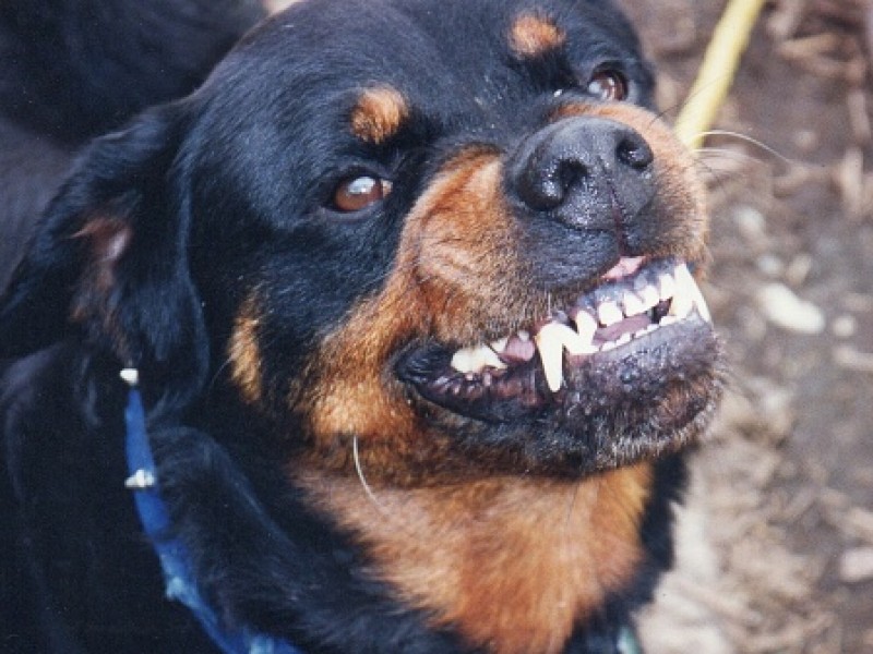 Se han realizado 70 eutanasias en perros :CEMAC