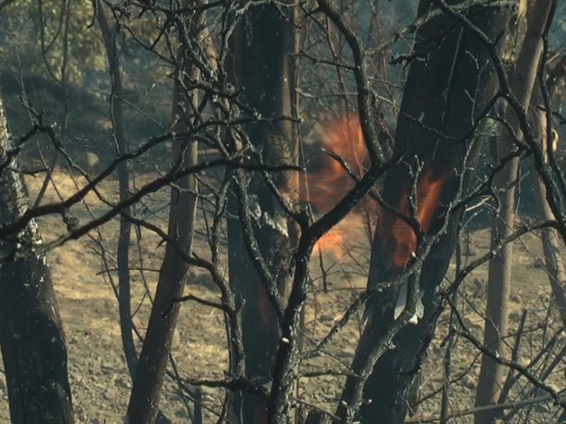 Se han registrado 372 incendios con 1845 hectáreas afectadas