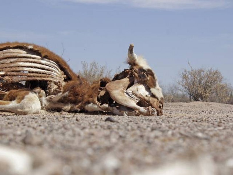 Se hay muerte de ganado en Durango: Pedro Silerio