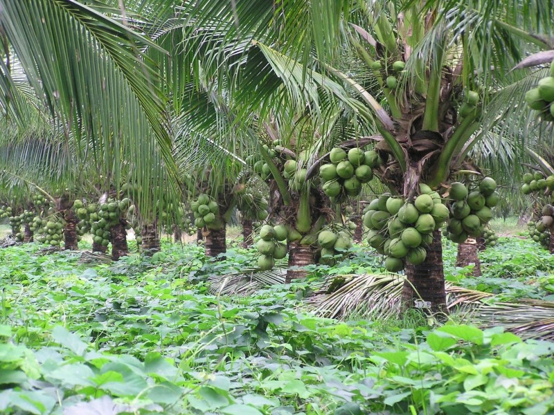 Se impulsa plantación de palmera Enana Verde de Brasil