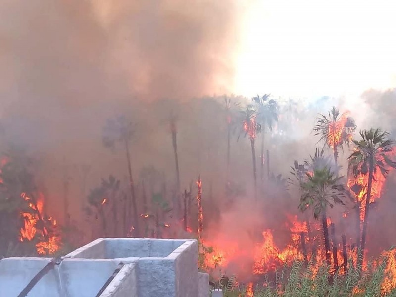 Se incendia el palmar 