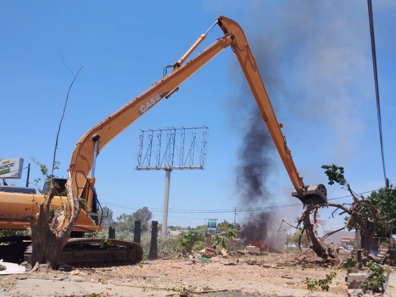 Se inconforman por tala de árboles en la Jaramillo