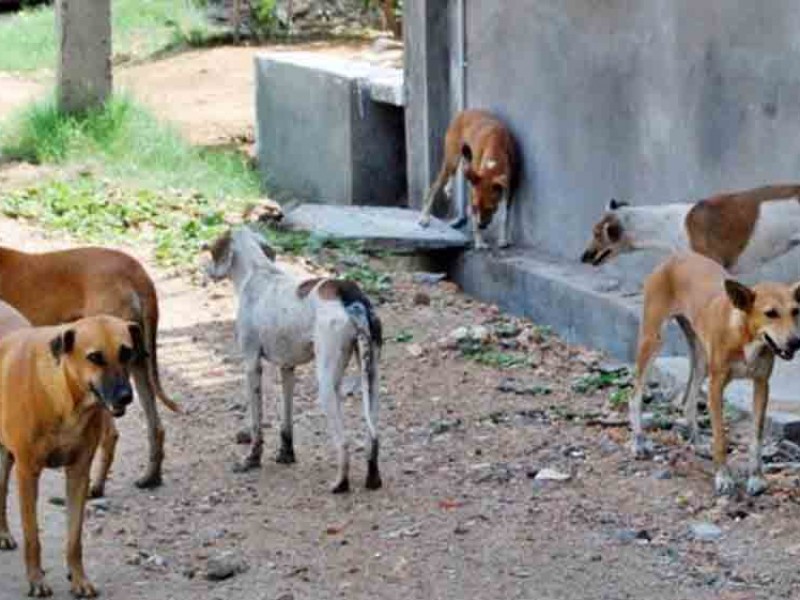 Se incrementa población de perros y gatos callejeros