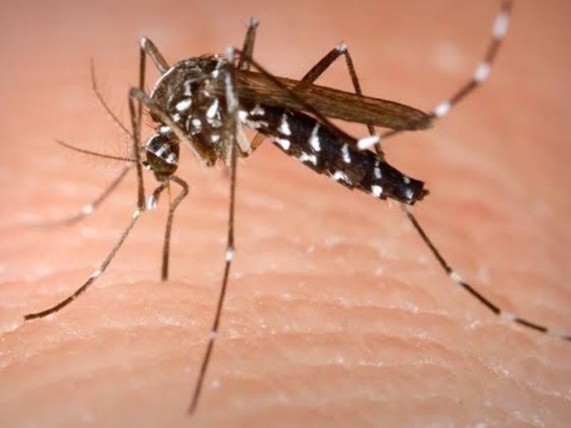 Se incrementa presencia de mosquito transmisor del dengue
