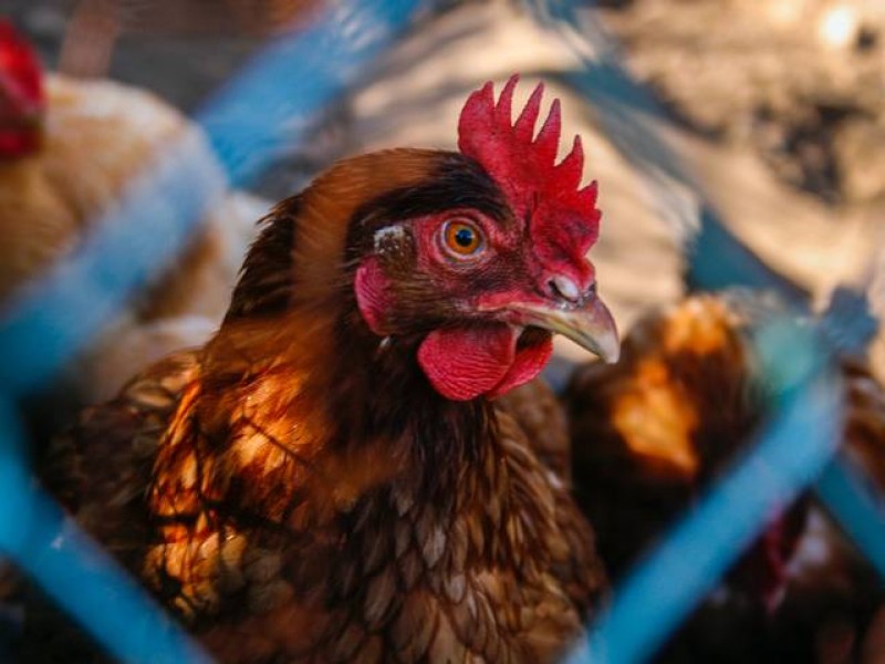 Se levanta cuarentena por gripe aviar en Sonora