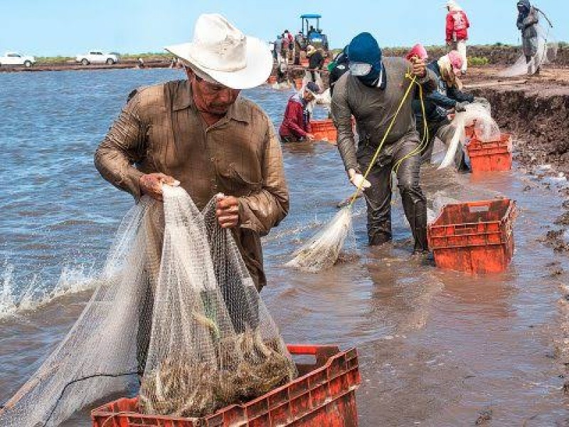 Se levanta veda de camarón en Nayarit, anuncia gobernador