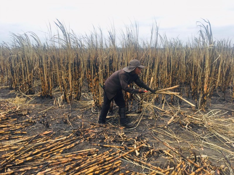 Se lleva 45% de avance en cosecha de caña