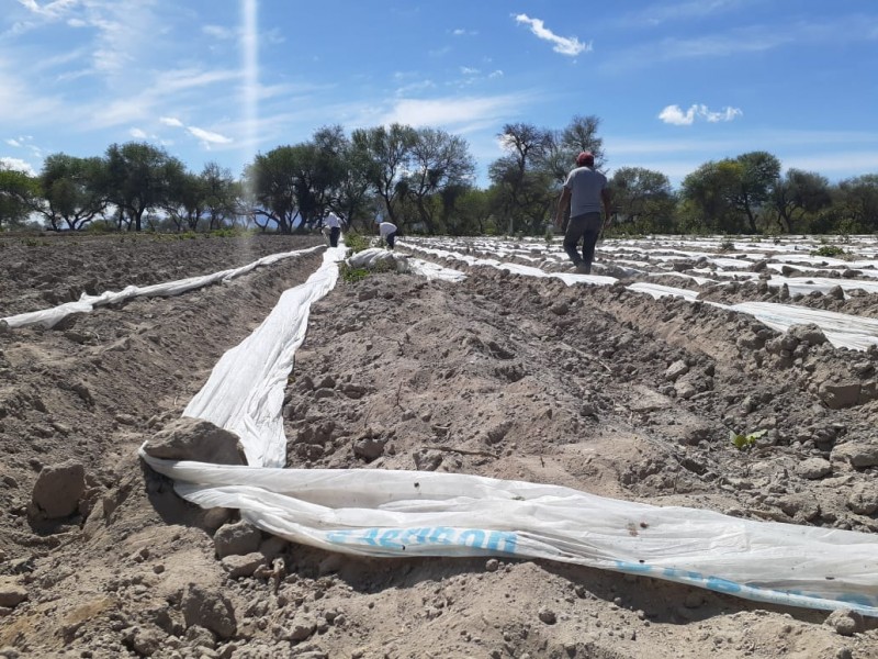 Se mantiene cultivo de calabaza y jitomate pese a heladas