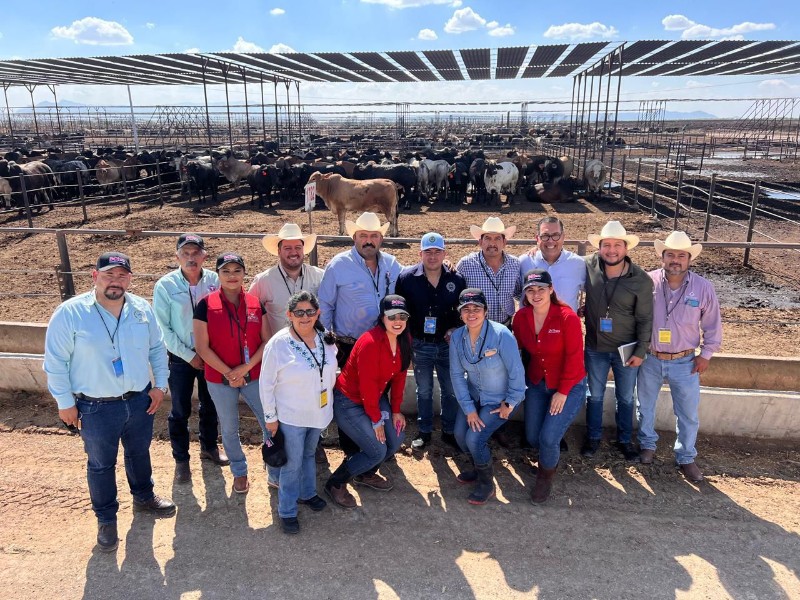 Se mantiene estatus para la exportación de ganado en Durango