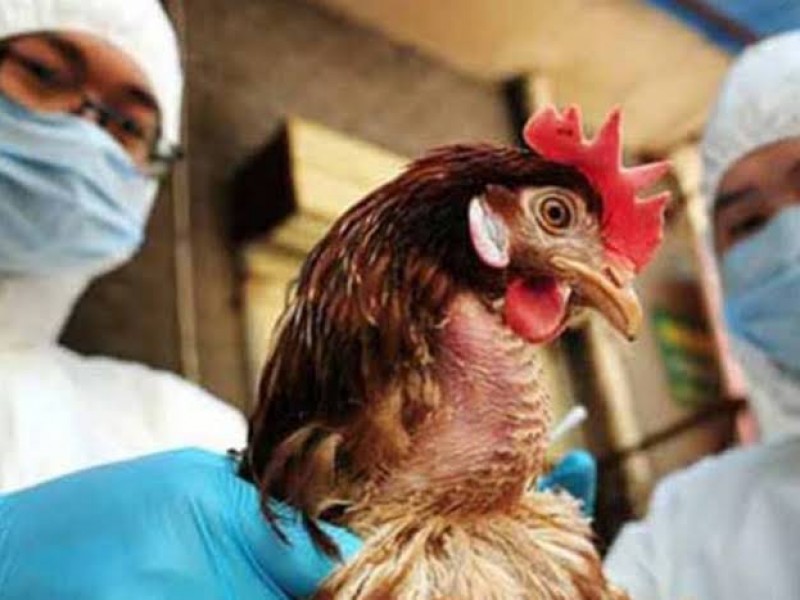Se mantiene estatus zoosanitario: sin casos de influenza aviar