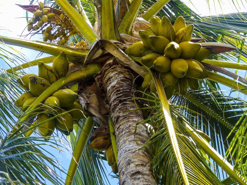 Se mantiene la producción de coco en Colima