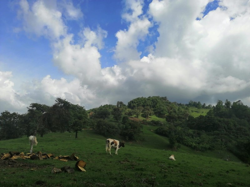 Se mantiene producción pecuaria pese a pandemia, en Tehuacán