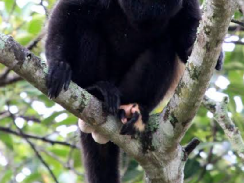 Se mantiene programa de monitoreo de especies en Chiapas