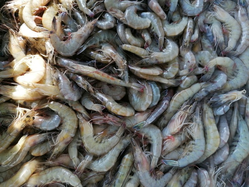 Se mantienen bajas las capturas de camarón en Topolobampo