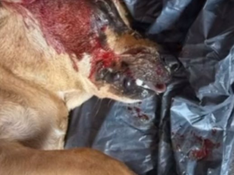 En Fresnillo, Zacatecas exigen justicia por ataque a perrita 