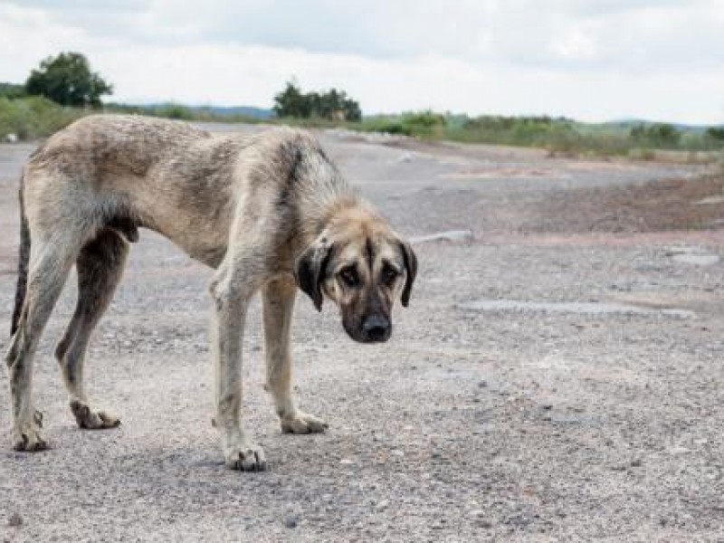 Se ocupa regular  leyes contra el maltrato animal.