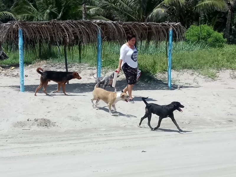 Se ocuparan de perros abandonados en la playa
