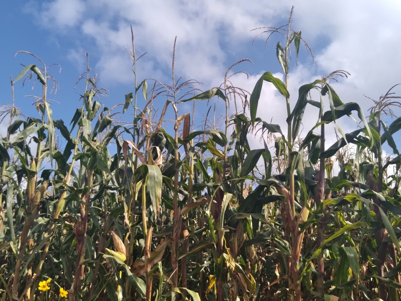 Se pierde 6% de la cosecha de maíz por lluvias