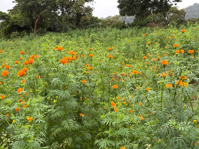 Se pintan de naranja los campos de San Pablo Coapan