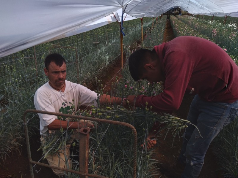 Se preparan floricultores para el dia de muertos