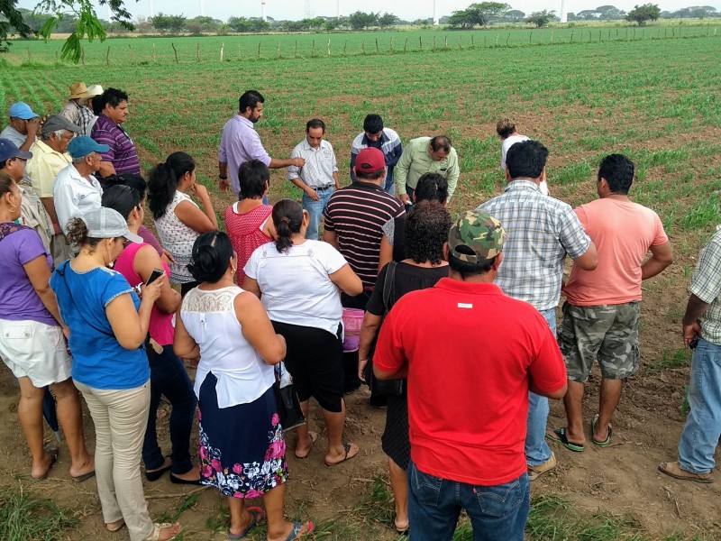 Se preparan sorgeros contra plagas