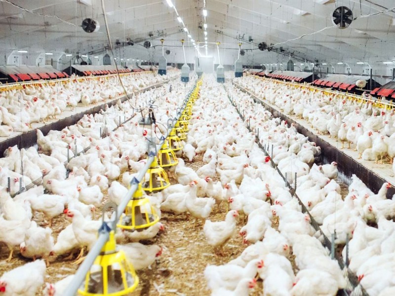 Se presenta brote de gripe aviar en granjas laguneras