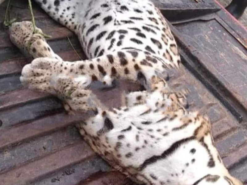 Se presenta caza ilegal de animales en Caxhuacan
