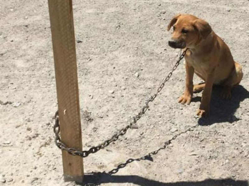 Se presentan cuatro reportes de maltrato animal por el calor