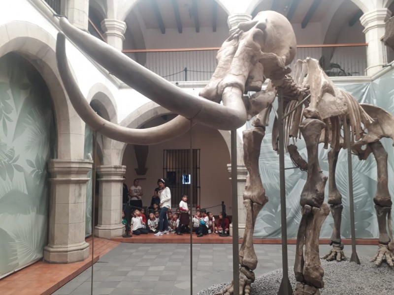 Se prolonga estancia de mamut milenario en Tepic