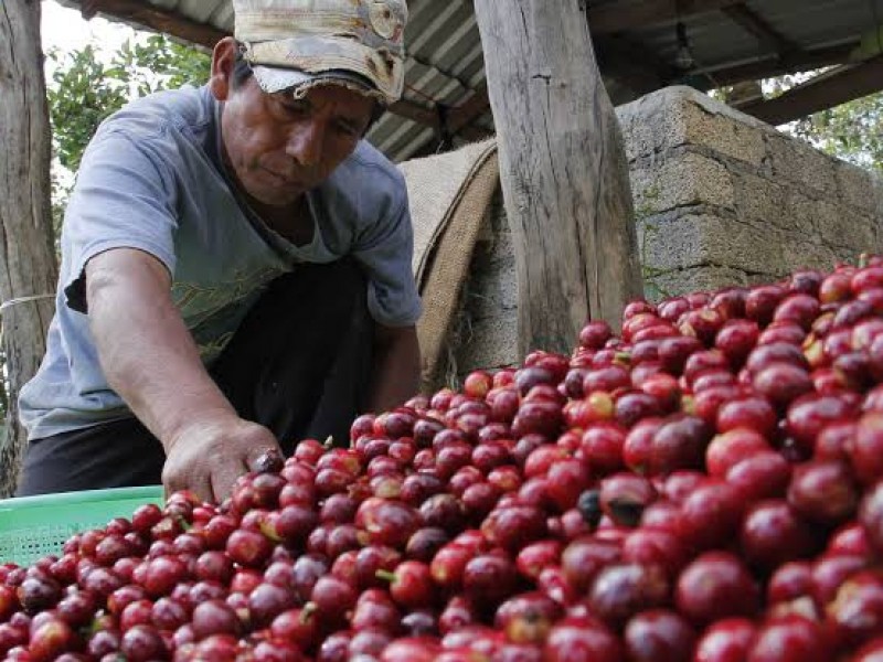 Se pronostica buena producción de café en Nayarit