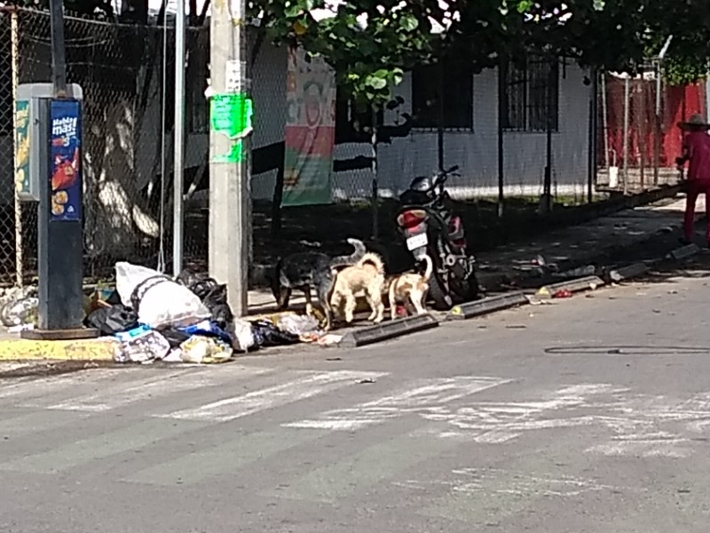 Se quejan por falta de recolección de basura