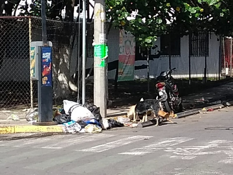 Se quejan por falta de recolección de basura