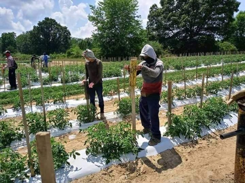 Se reactiva la mano de obra en el campo