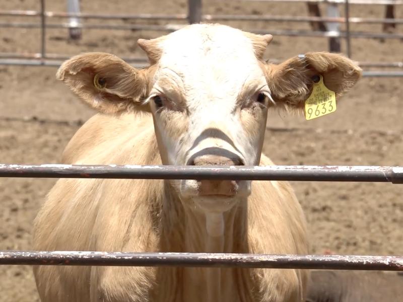 Se reanudará exportación de ganado a Estados Unidos por Agua Prieta, Sonora