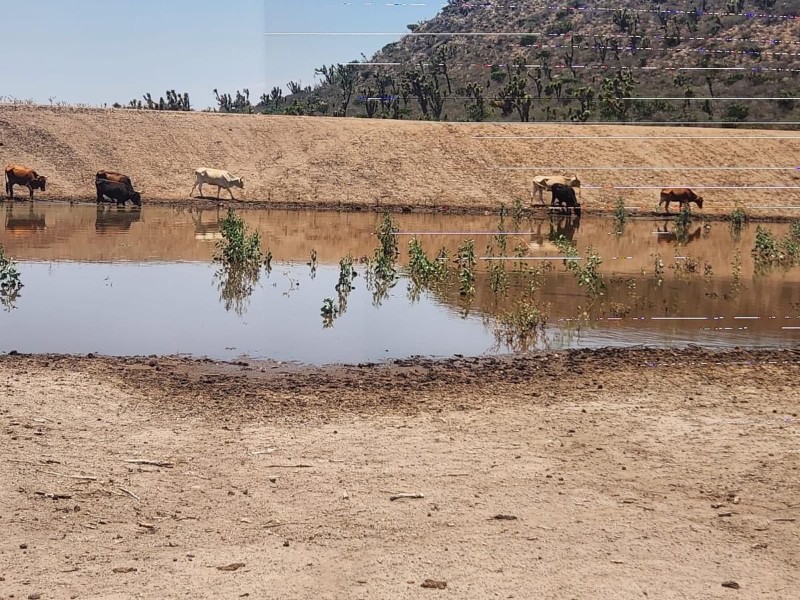 Se recuperan bordos en el campo gracias a las lluvias