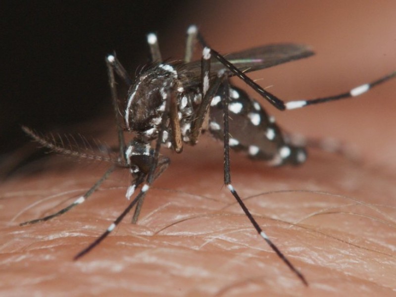 Se reducen en un 83% los casos de dengue