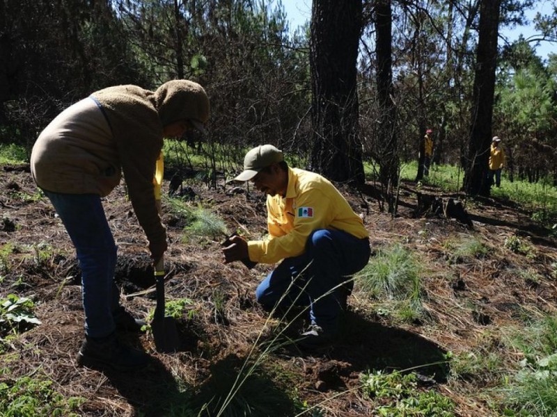 Se reducen las reforestaciones en EDOMEX