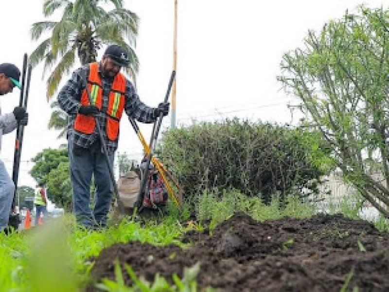 Se reforestarán 130 mil árboles en Tepic