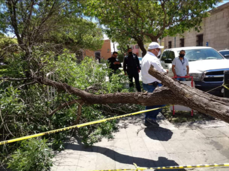 Se registra caída de un fresno en jardín Hidalgo