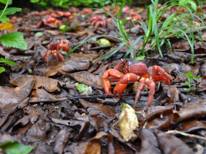 Se registra marea roja de cangrejos en Australia