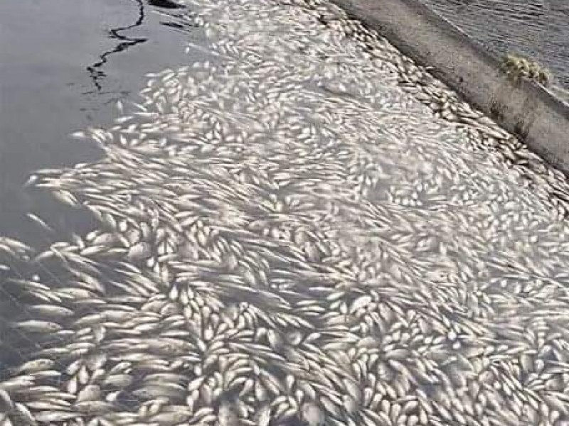 Se registra mortandad de miles de peces en laguna