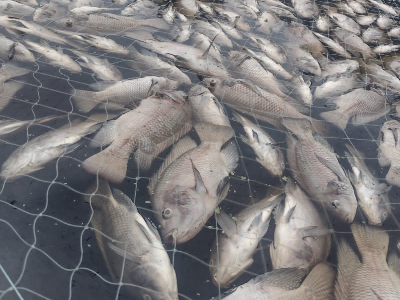 Se registra mortandad de peces en el Río Actopan