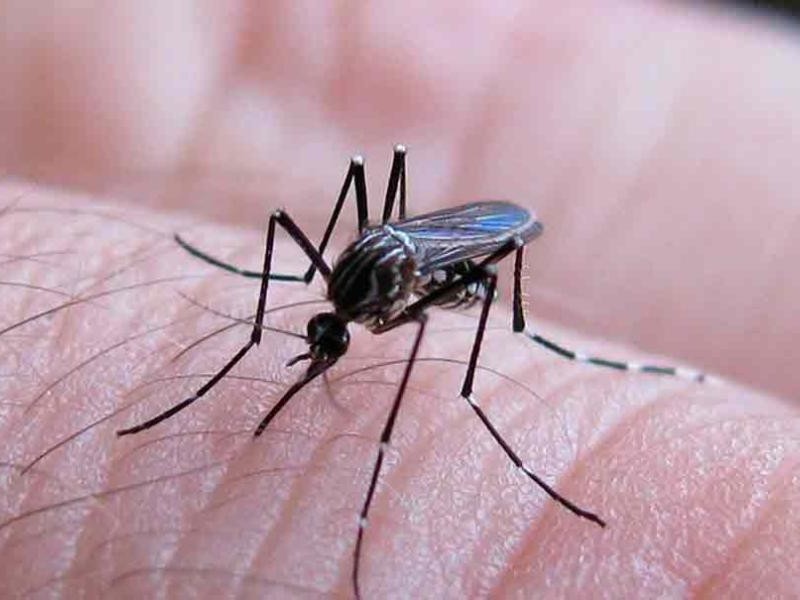 Se registra nuevo caso de dengue en el estado